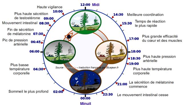 horloge-biologique