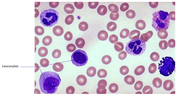 leucocytes
