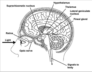 lumiere-et-melatonine