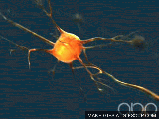 neurons-o