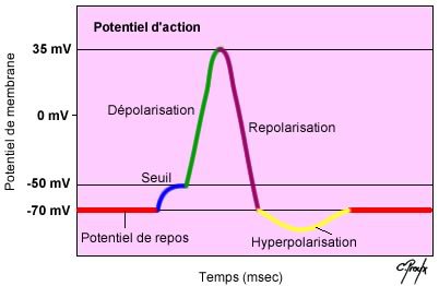 schema-hyperpolarisation