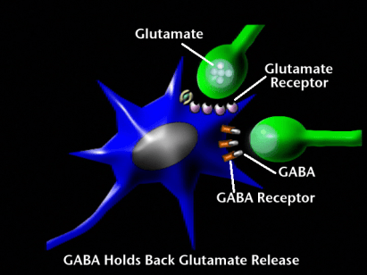 schema-gaba-glutamate