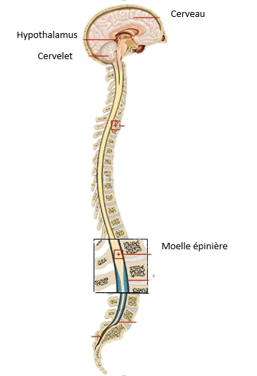 schema-systeme-nerveux-hypothalamus