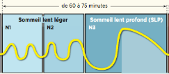 sommeil-lent